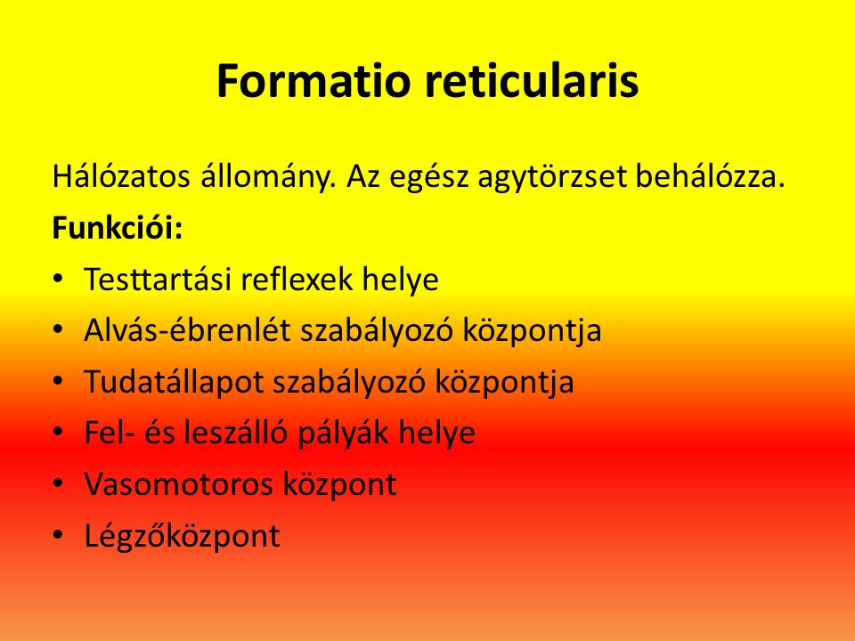 Formatio reticularis Hálózatos állomány. Az egész agytörzset behálózza. Funkciói: Testtartási reflexek helye.