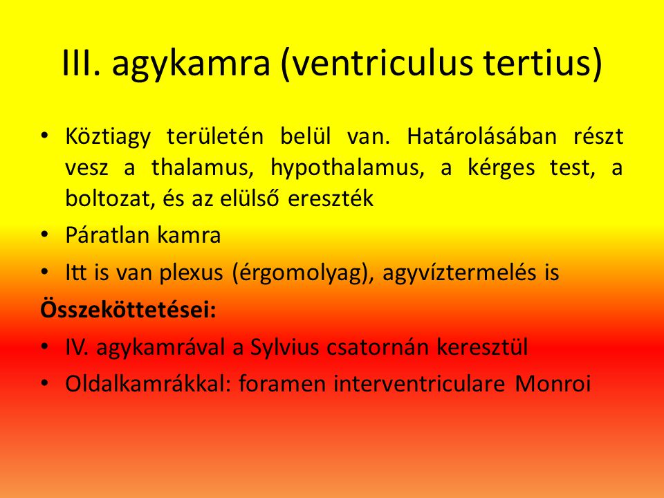 III. agykamra (ventriculus tertius)