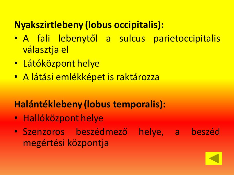Nyakszirtlebeny (lobus occipitalis):