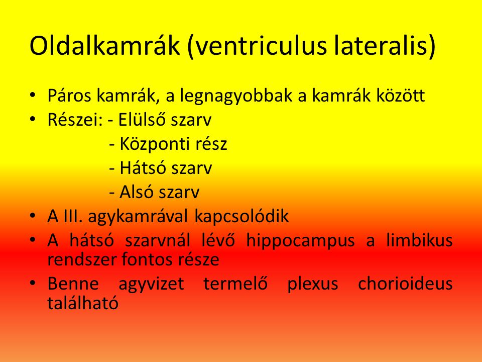 Oldalkamrák (ventriculus lateralis)