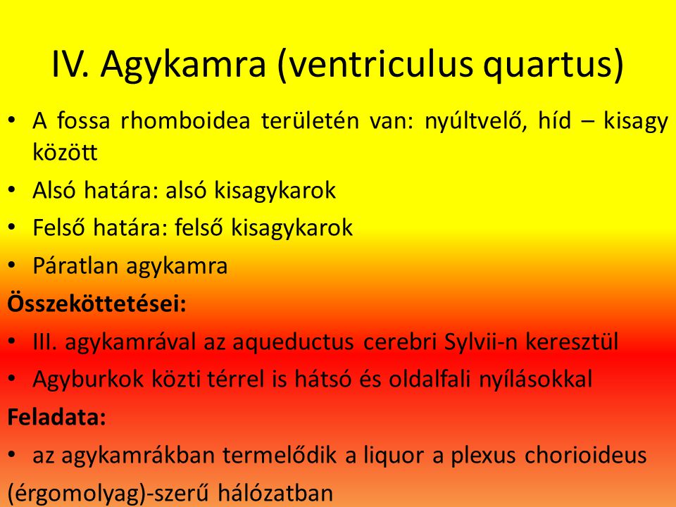 IV. Agykamra (ventriculus quartus)