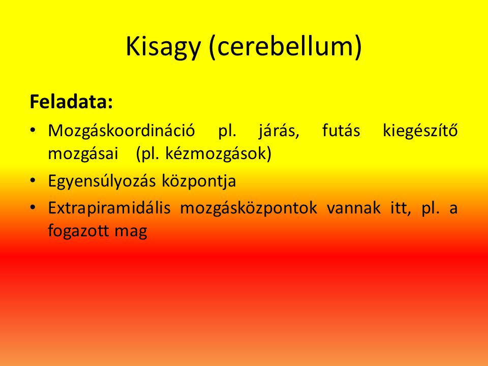 Kisagy (cerebellum) Feladata: