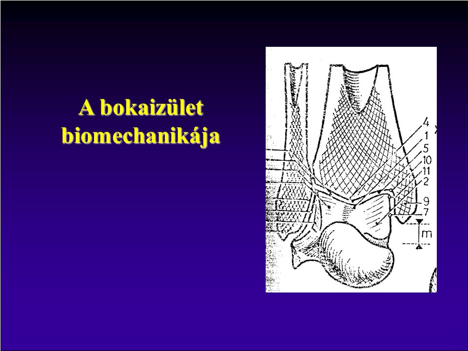 A bokaizület biomechanikája