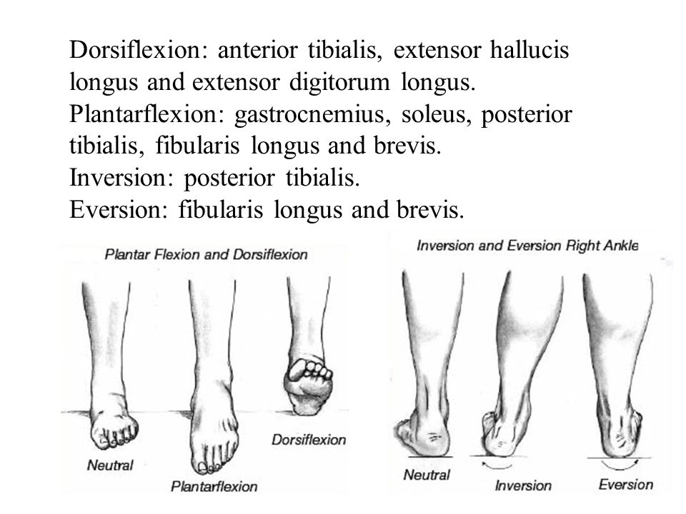 Dorsiflexion: anterior tibialis, extensor hallucis longus and extensor digitorum longus.