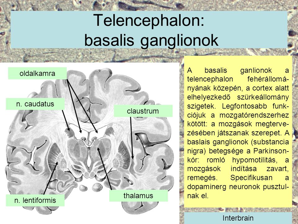 Telencephalon: basalis ganglionok