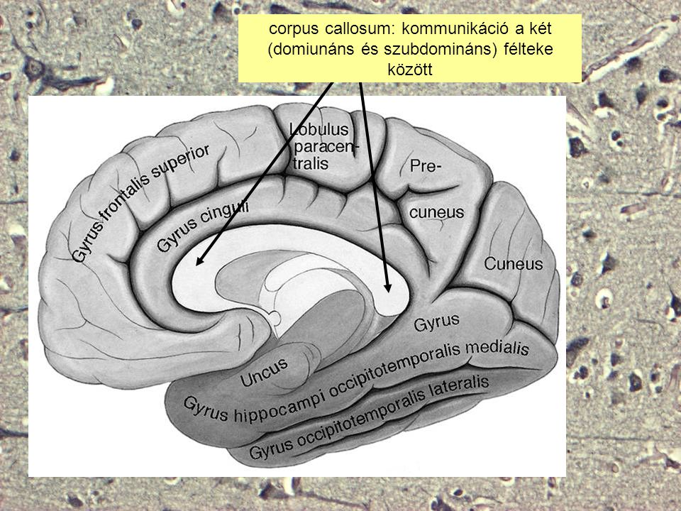 corpus callosum: kommunikáció a két (domiunáns és szubdomináns) félteke között