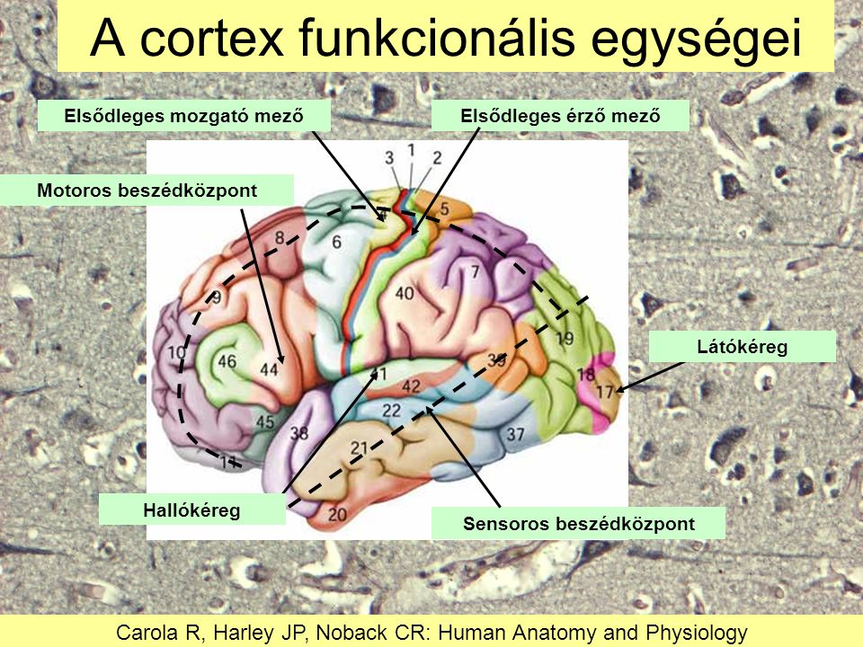 A cortex funkcionális egységei