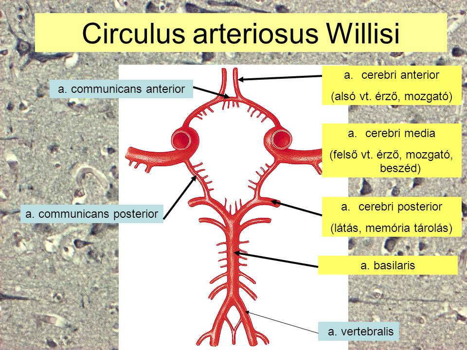 Circulus arteriosus Willisi
