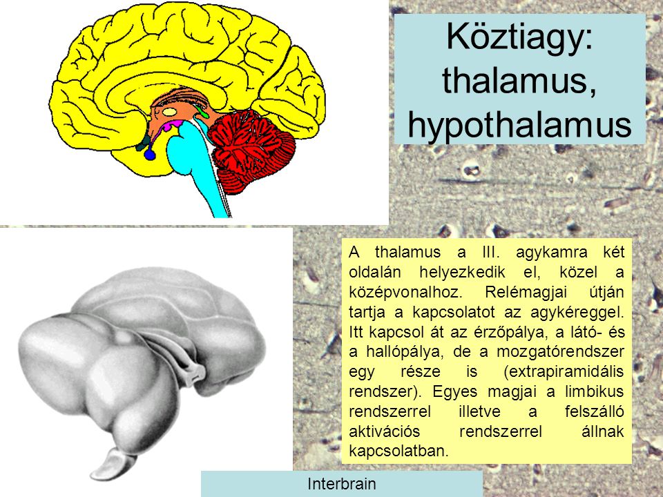 Köztiagy: thalamus, hypothalamus