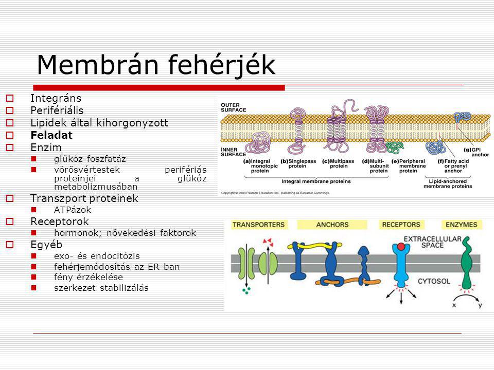 Membrán fehérjék Integráns Perifériális Lipidek által kihorgonyzott