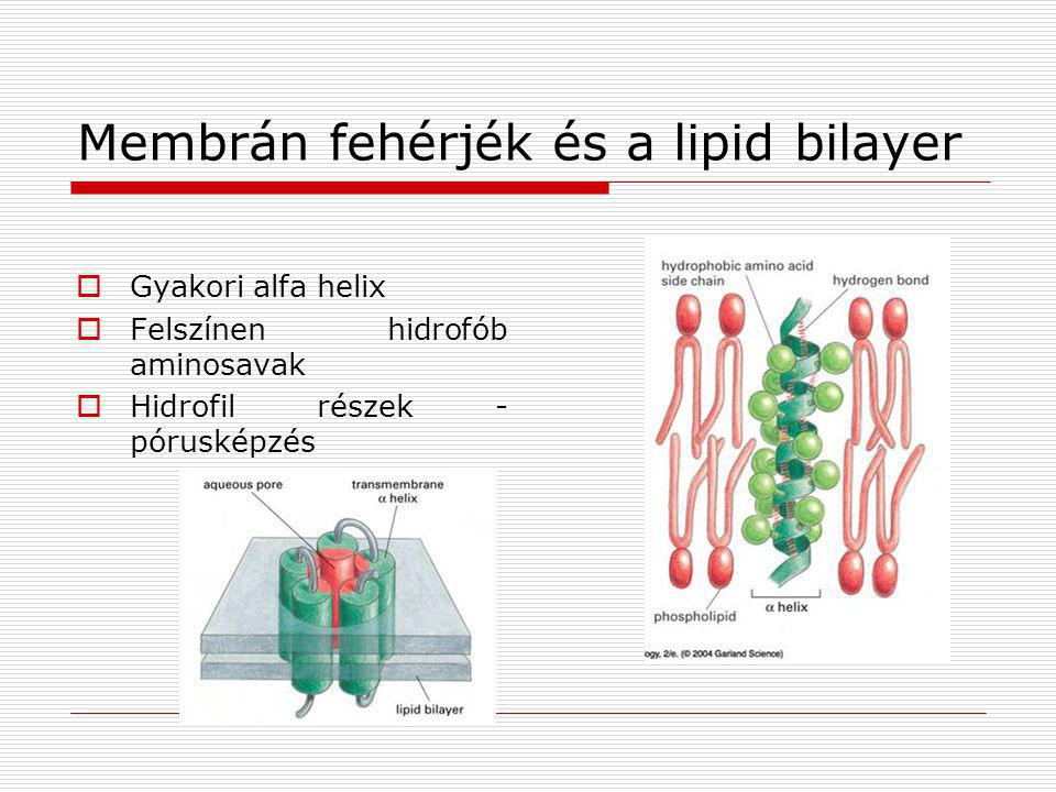 Membrán fehérjék és a lipid bilayer