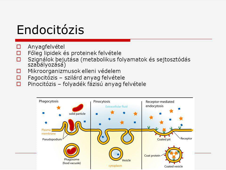 Endocitózis Anyagfelvétel Főleg lipidek és proteinek felvétele