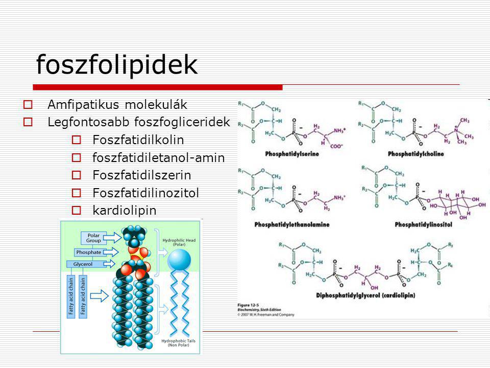 foszfolipidek Amfipatikus molekulák Legfontosabb foszfogliceridek