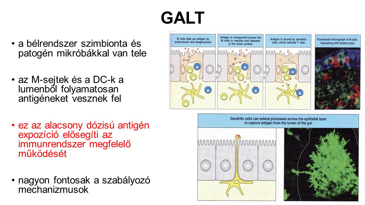 GALT a bélrendszer szimbionta és patogén mikróbákkal van tele