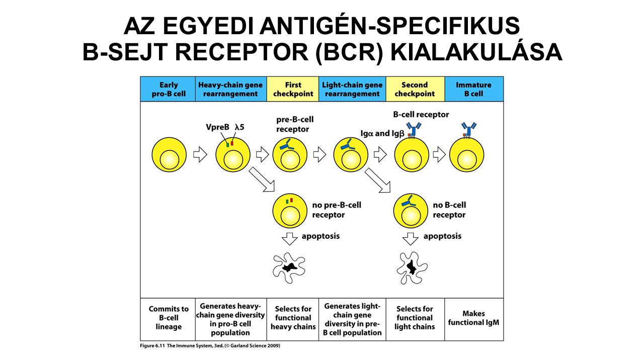 AZ EGYEDI ANTIGÉN-SPECIFIKUS B-SEJT RECEPTOR (BCR) KIALAKULÁSA