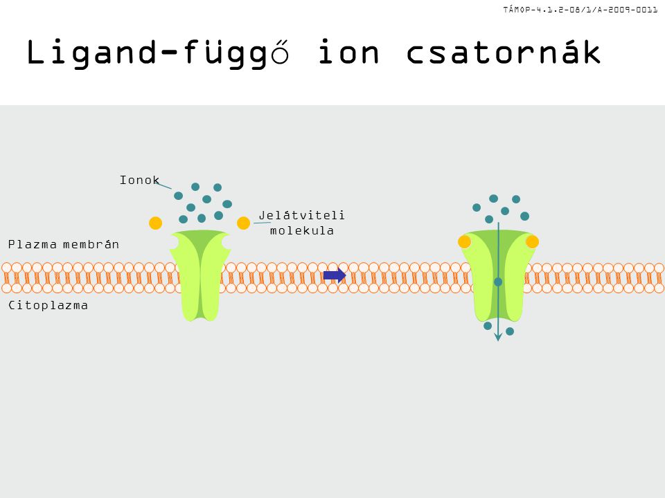 Ligand-függő ion csatornák