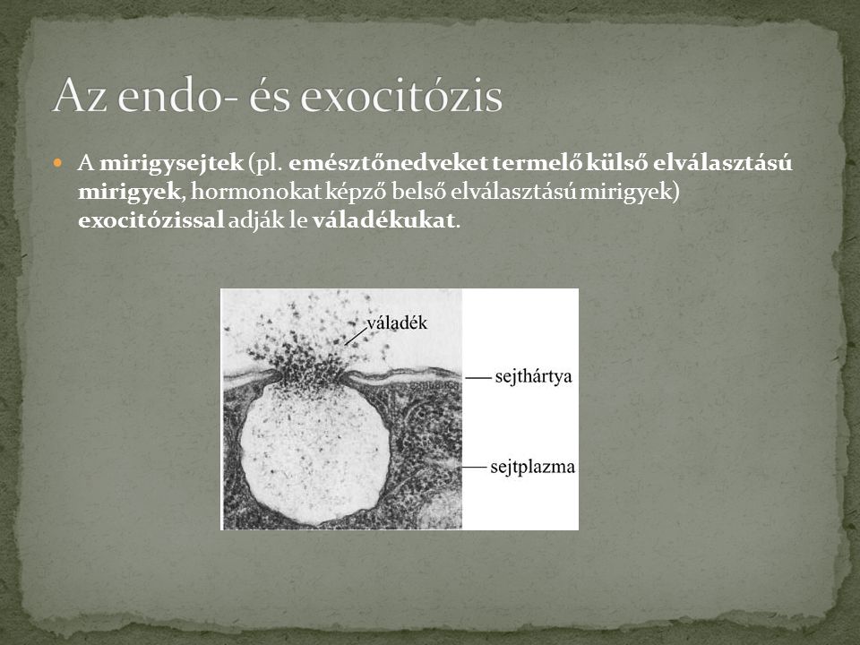 Az endo- és exocitózis