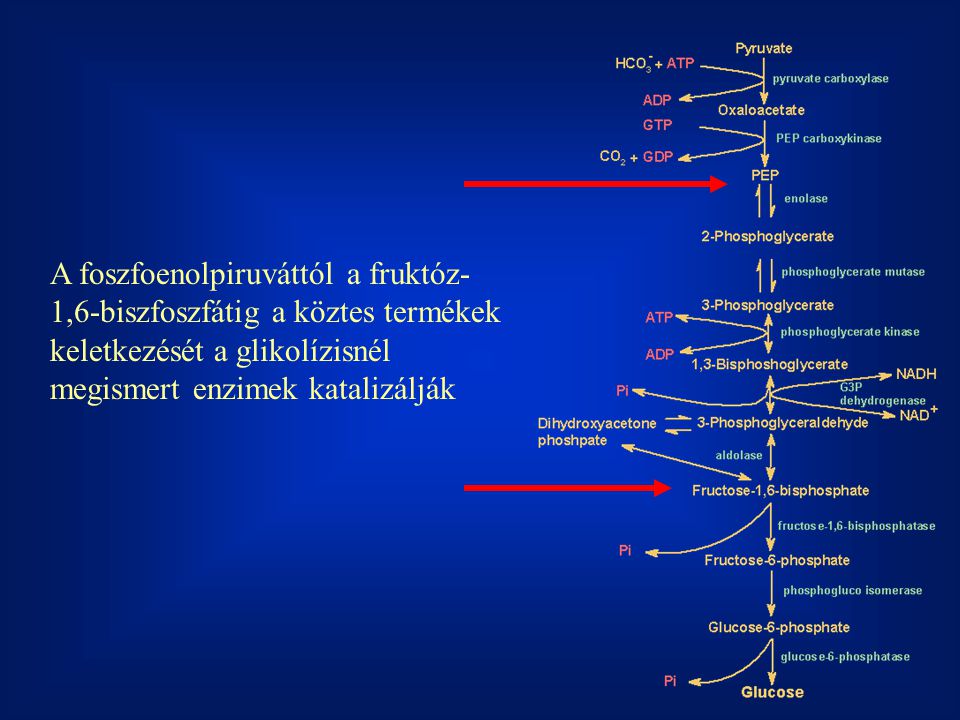 A foszfoenolpiruváttól a fruktóz-1,6-biszfoszfátig a köztes termékek keletkezését a glikolízisnél megismert enzimek katalizálják