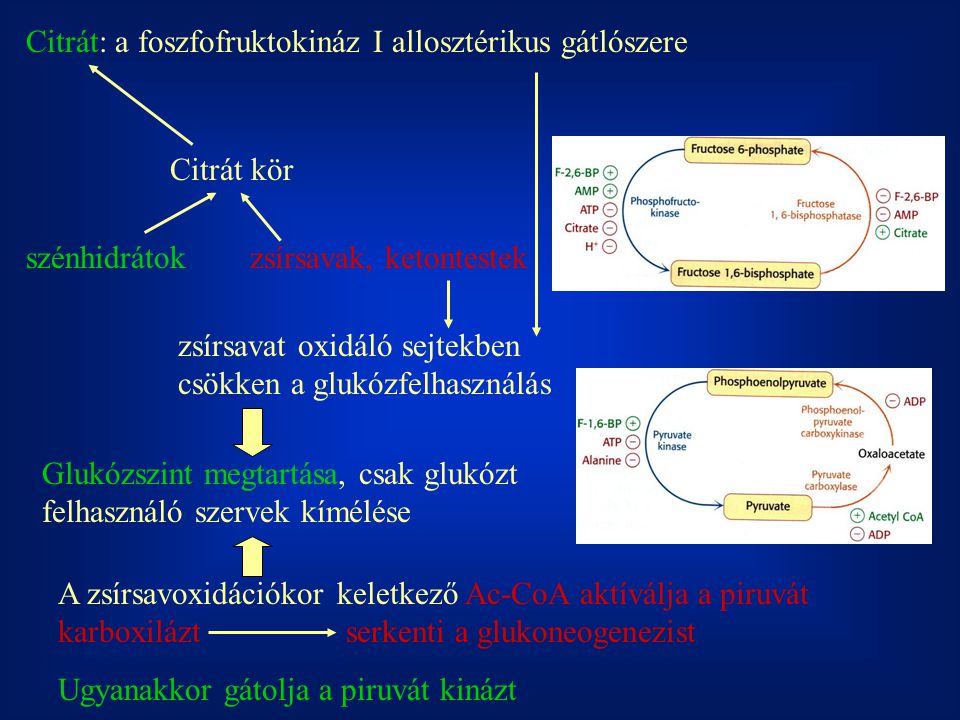 Citrát: a foszfofruktokináz I allosztérikus gátlószere