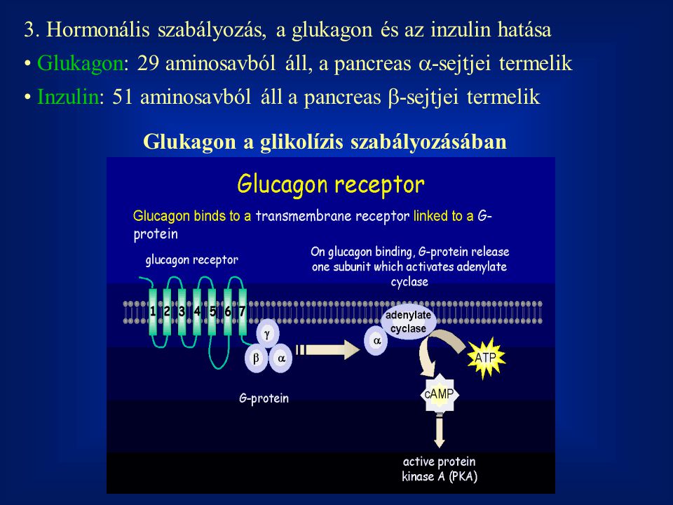 Glukagon a glikolízis szabályozásában
