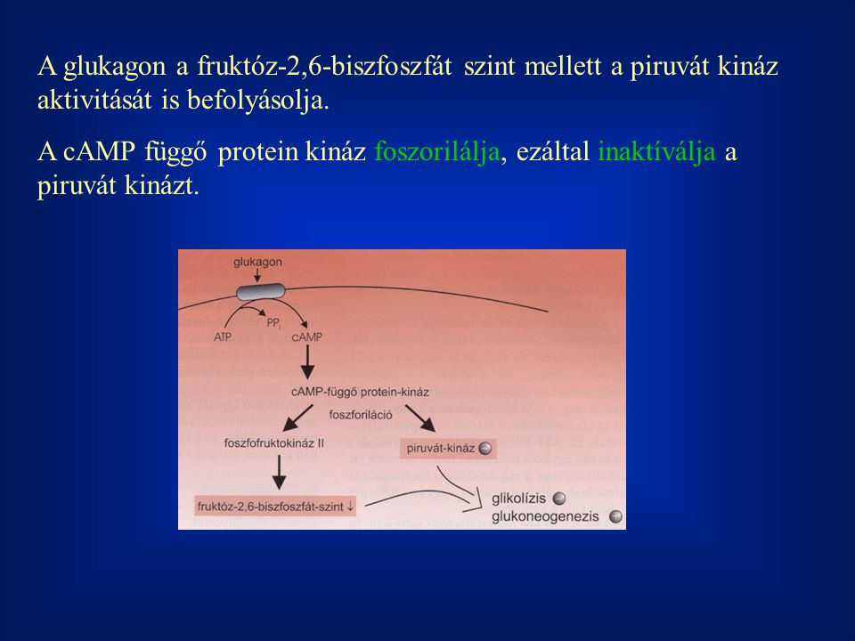 A glukagon a fruktóz-2,6-biszfoszfát szint mellett a piruvát kináz aktivitását is befolyásolja.