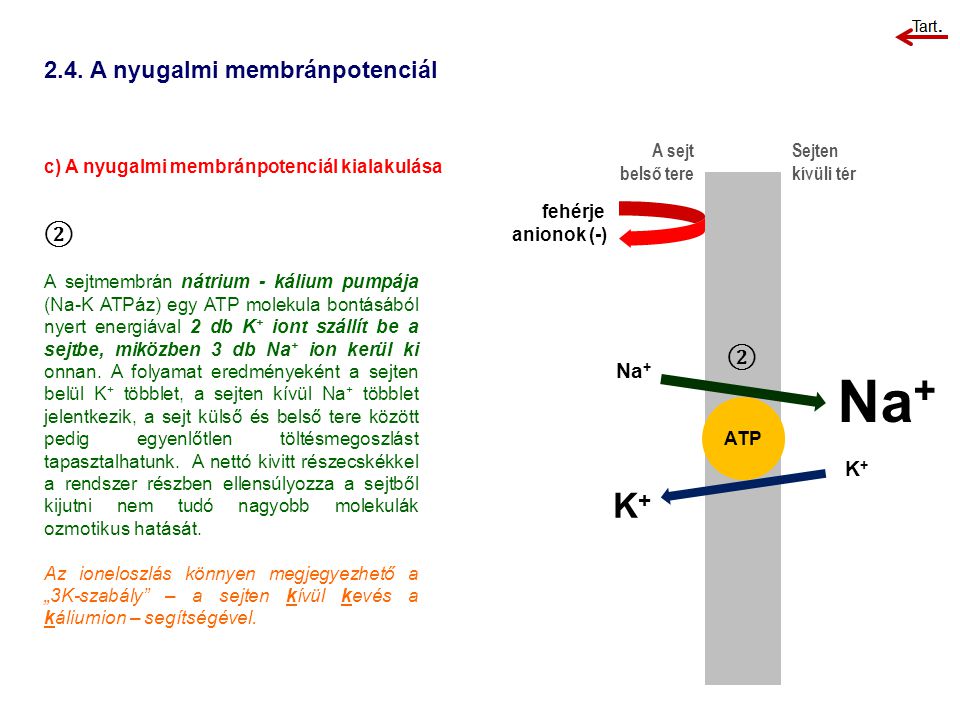 Na+ K A nyugalmi membránpotenciál ② ② Na+ K+ A sejt belső tere