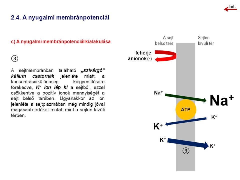 Na+ K A nyugalmi membránpotenciál ③ K+ ③ Na+ K+ K+ A sejt
