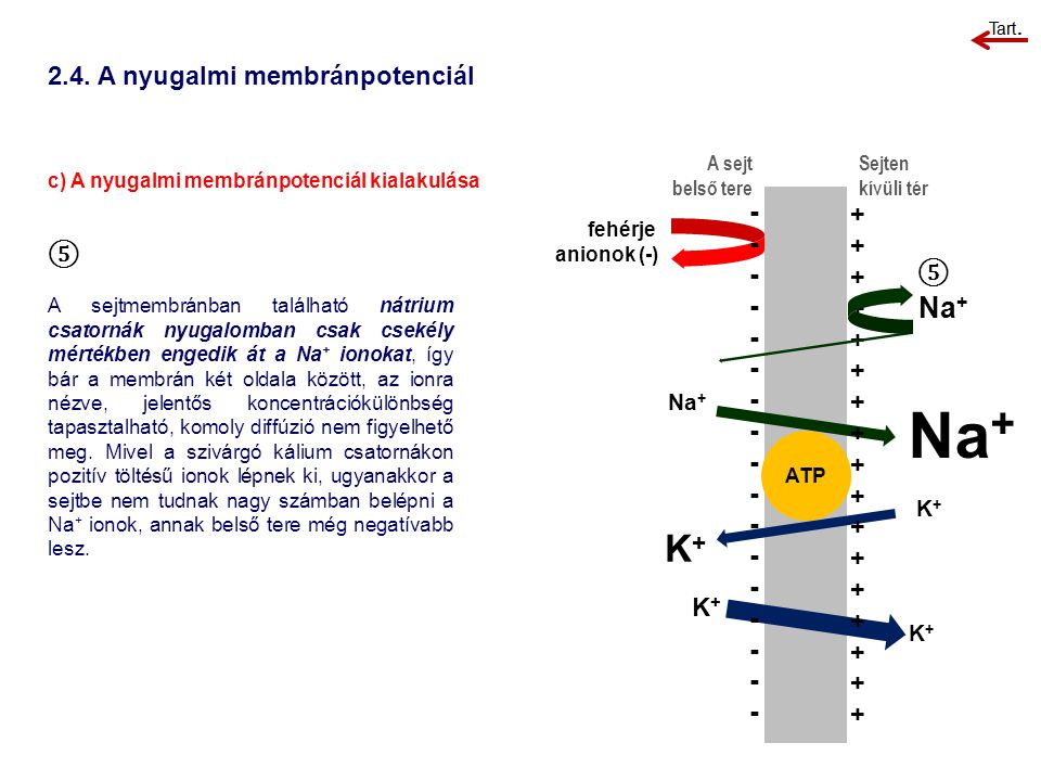Na+ K+ Na A nyugalmi membránpotenciál ⑤ ⑤ - ++ K+ Na+ K+