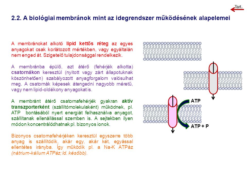 2.2. A biológiai membránok mint az idegrendszer működésének alapelemei