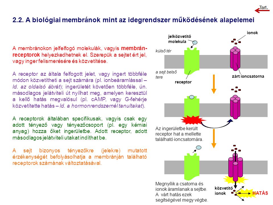 2.2. A biológiai membránok mint az idegrendszer működésének alapelemei