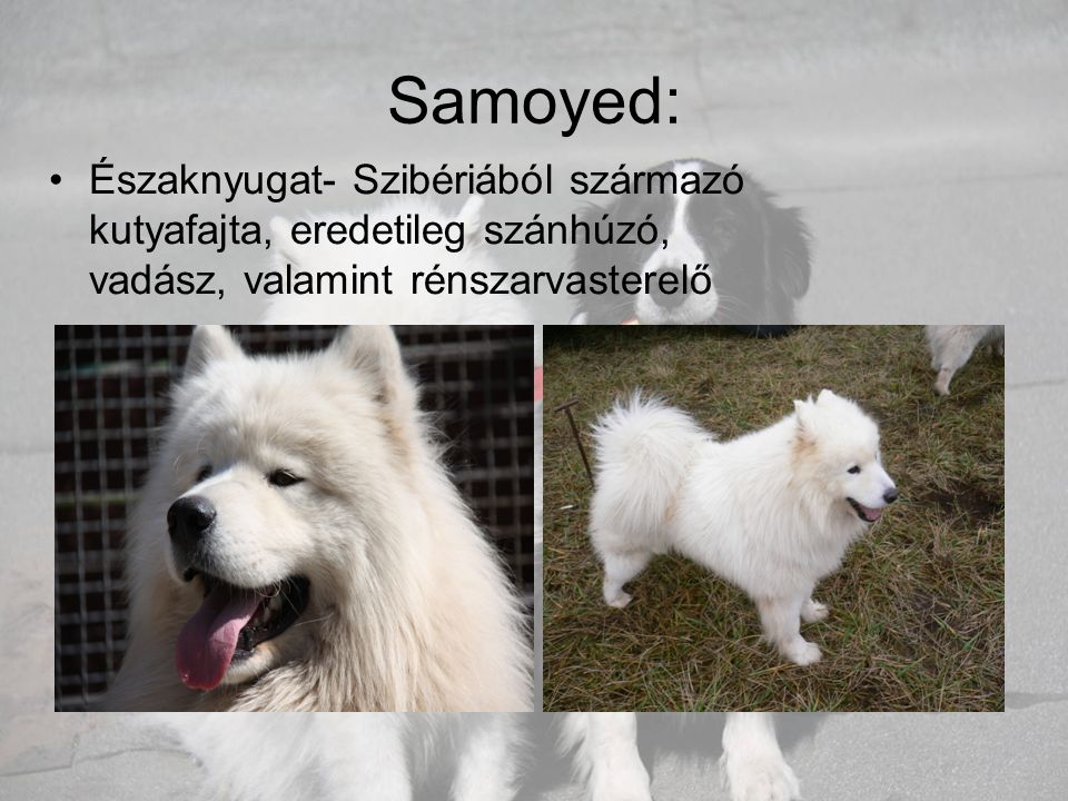 Samoyed: Északnyugat- Szibériából származó kutyafajta, eredetileg szánhúzó, vadász, valamint rénszarvasterelő.