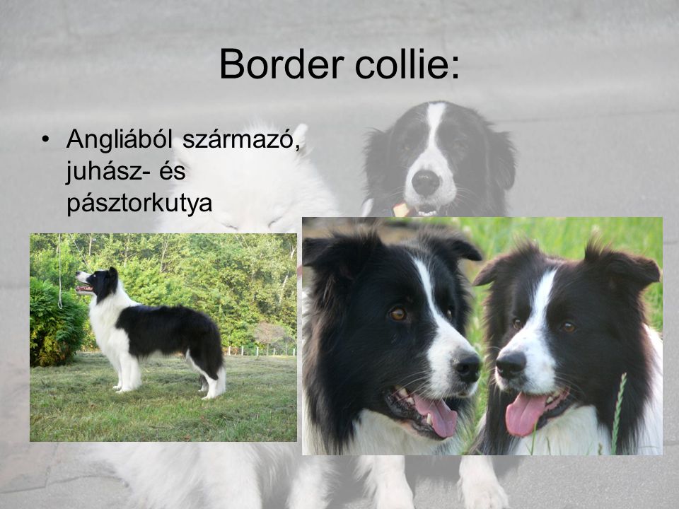 Border collie: Angliából származó, juhász- és pásztorkutya