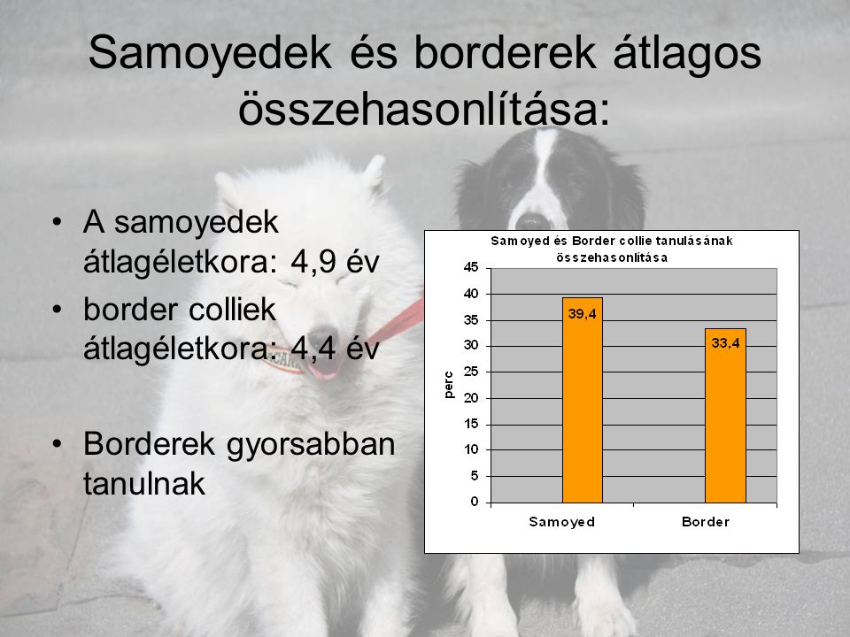 Samoyedek és borderek átlagos összehasonlítása: