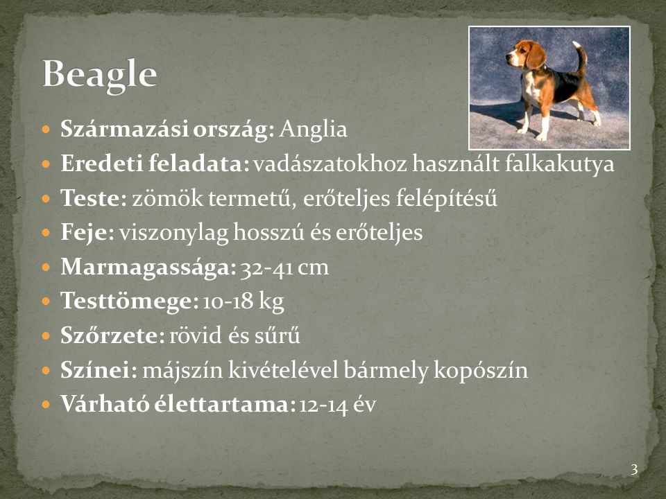 Beagle Származási ország: Anglia