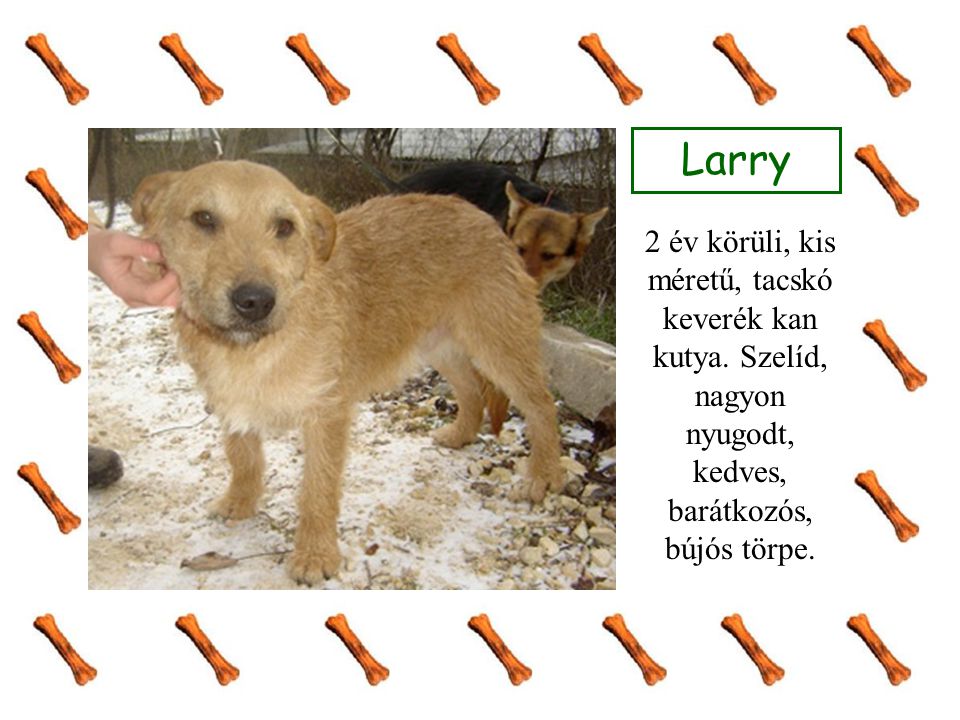 Larry 2 év körüli, kis méretű, tacskó keverék kan kutya.