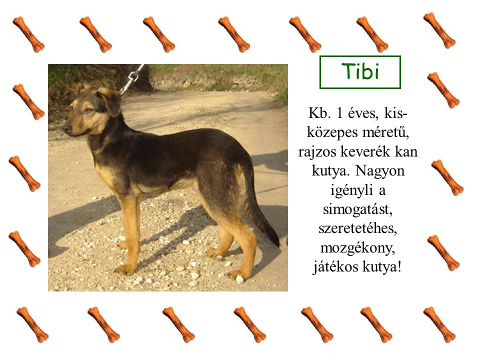 Tibi Kb. 1 éves, kis-közepes méretű, rajzos keverék kan kutya.