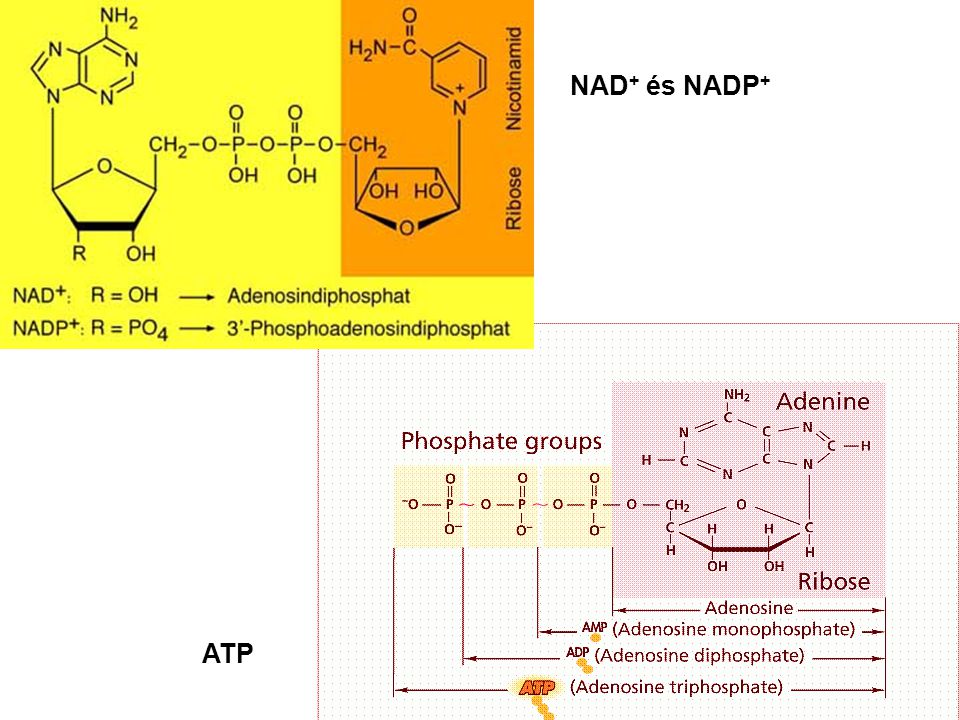 NAD+ és NADP+ ATP
