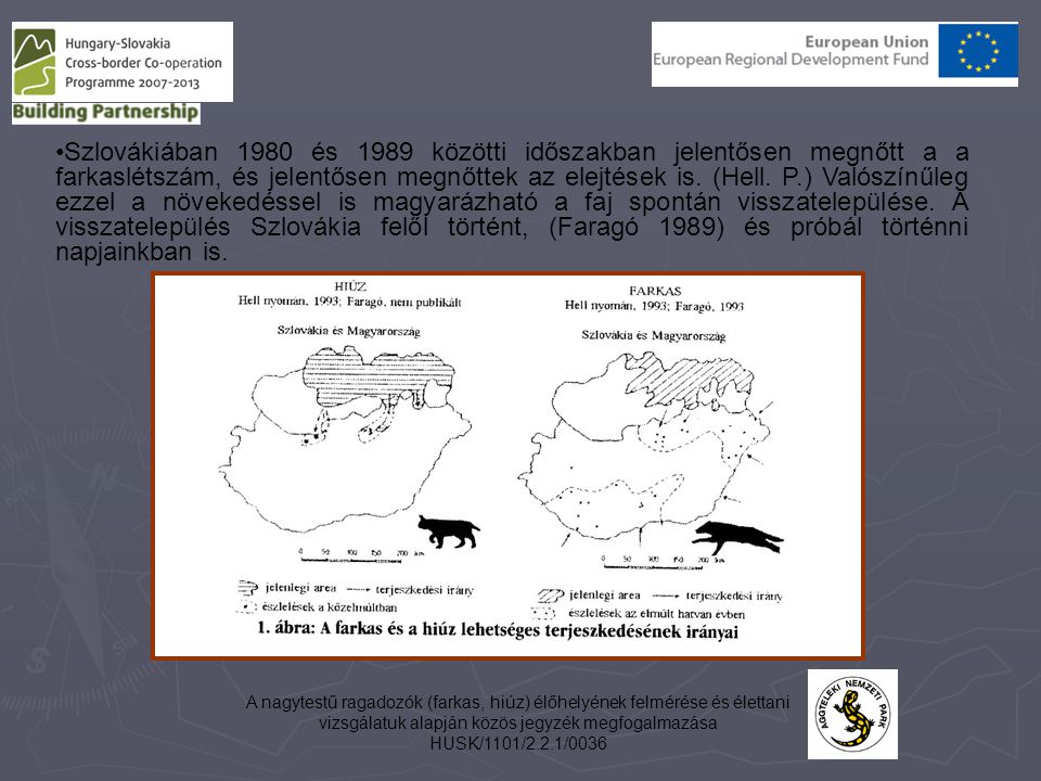 Szlovákiában 1980 és 1989 közötti időszakban jelentősen megnőtt a a farkaslétszám, és jelentősen megnőttek az elejtések is. (Hell. P.) Valószínűleg ezzel a növekedéssel is magyarázható a faj spontán visszatelepülése. A visszatelepülés Szlovákia felől történt, (Faragó 1989) és próbál történni napjainkban is.