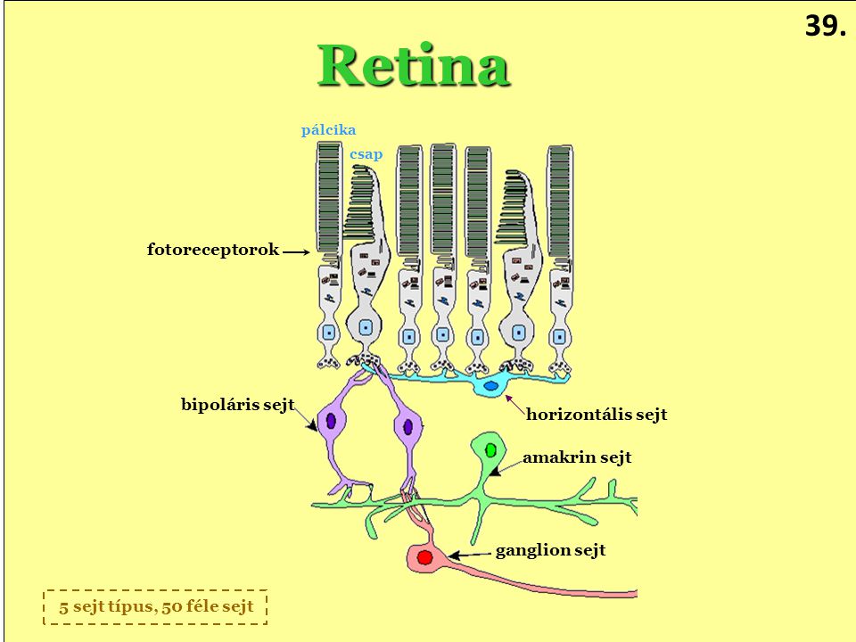 Retina 39. fotoreceptorok bipoláris sejt horizontális sejt