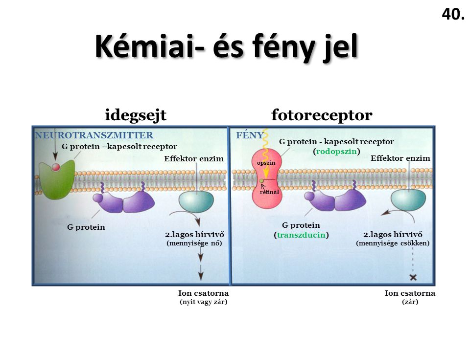 Kémiai- és fény jel 40. idegsejt fotoreceptor NEUROTRANSZMITTER FÉNY