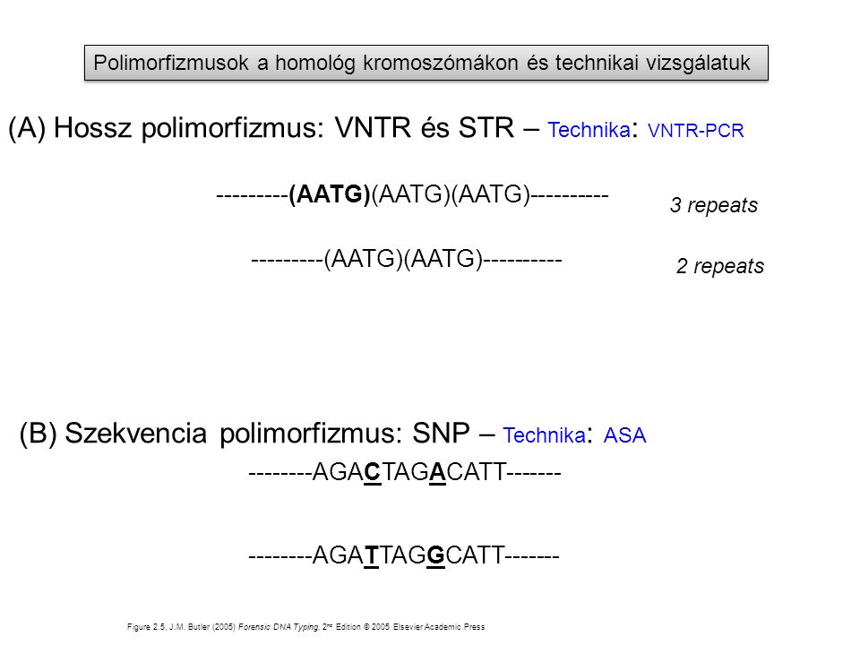 (A) Hossz polimorfizmus: VNTR és STR – Technika: VNTR-PCR