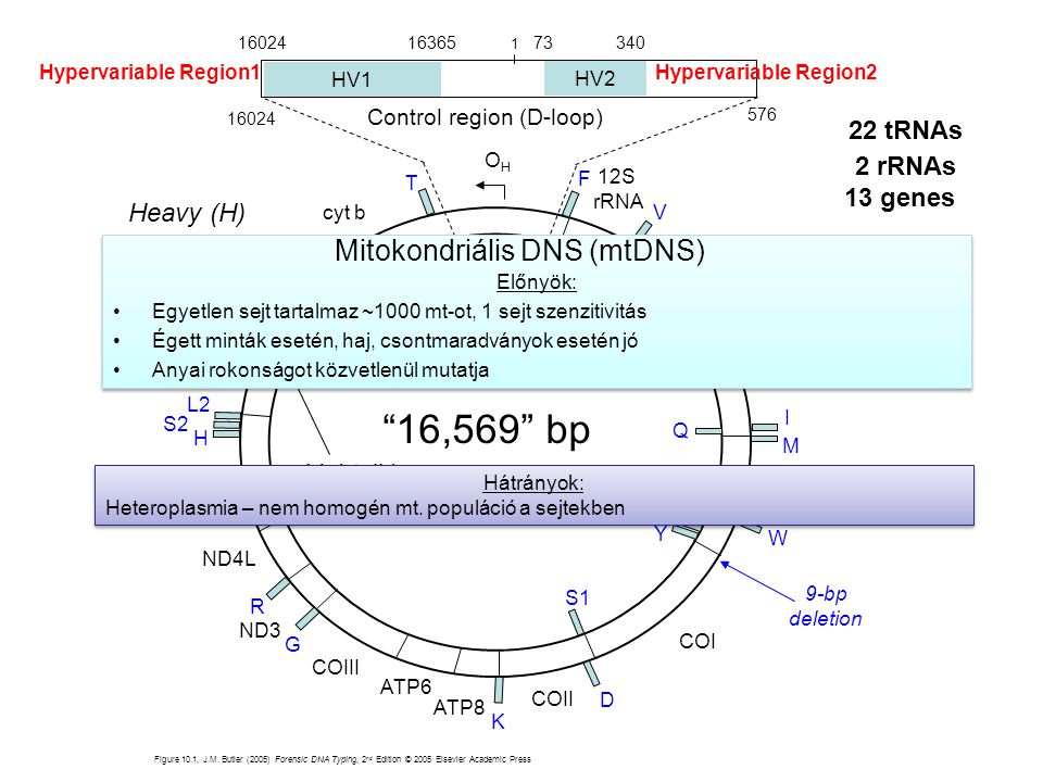 Mitokondriális DNS (mtDNS)
