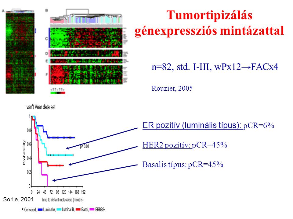 Tumortipizálás génexpressziós mintázattal