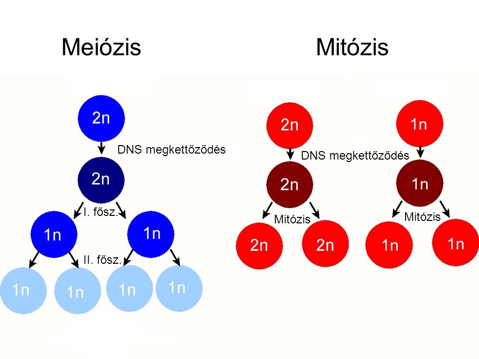 Meiózis Mitózis 1n 1n 1n 1n DNS megkettőződés DNS megkettőződés
