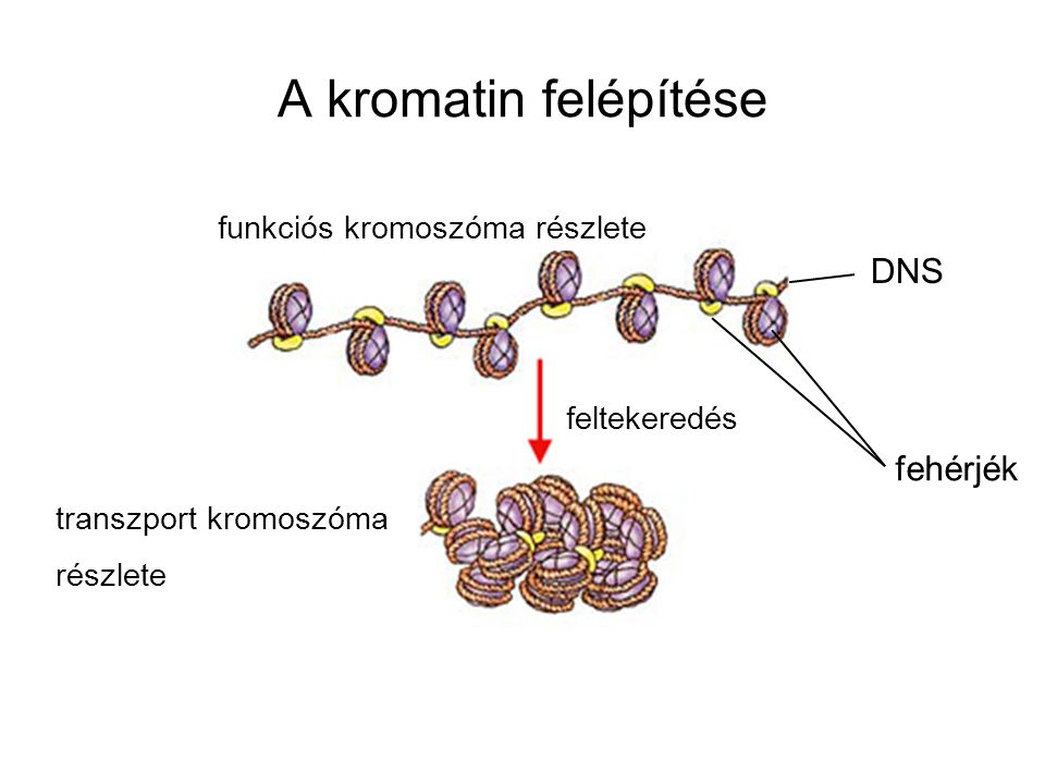 A kromatin felépítése DNS fehérjék funkciós kromoszóma részlete