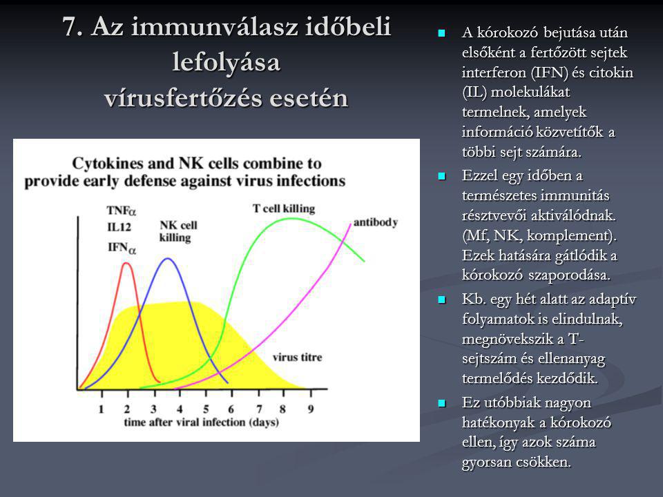 7. Az immunválasz időbeli lefolyása vírusfertőzés esetén