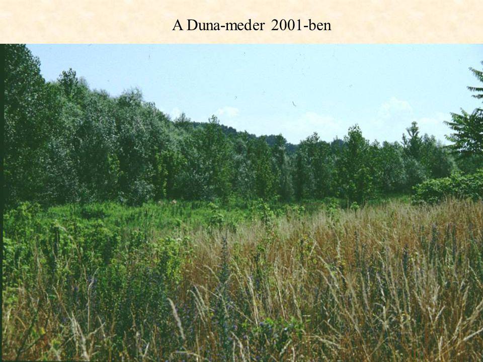 A Duna-meder 2001-ben