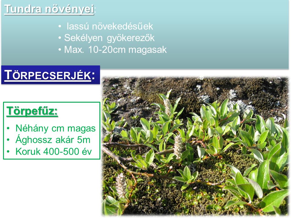 Törpecserjék: Tundra növényei: Törpefűz: lassú növekedésűek