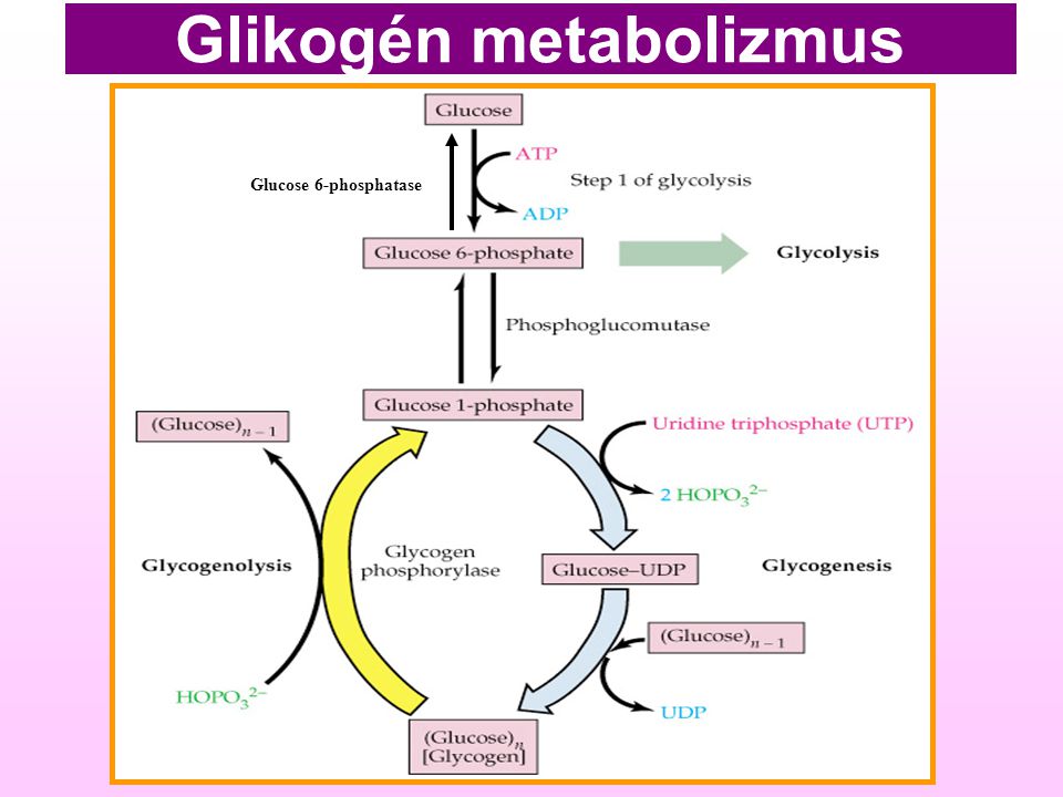 Glikogén metabolizmus