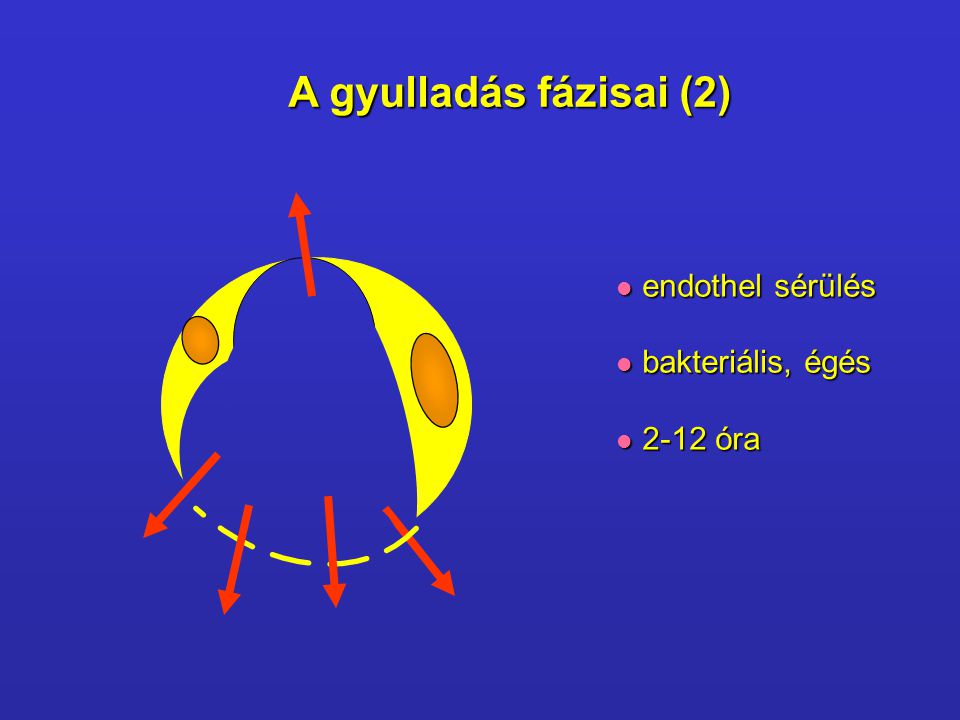 A gyulladás fázisai (2) endothel sérülés bakteriális, égés 2-12 óra